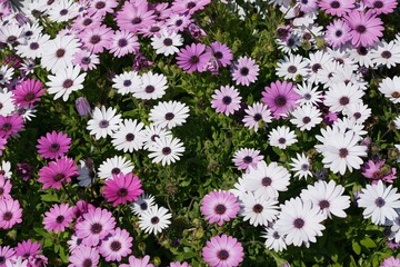 White and purple daisies group
