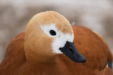 Ducks on the pond in the park. Duck head close up. Bird portrait.