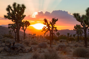 Joshua Tree National Park in California, USA
