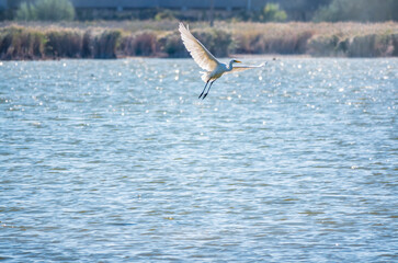 The flight of the little egret.