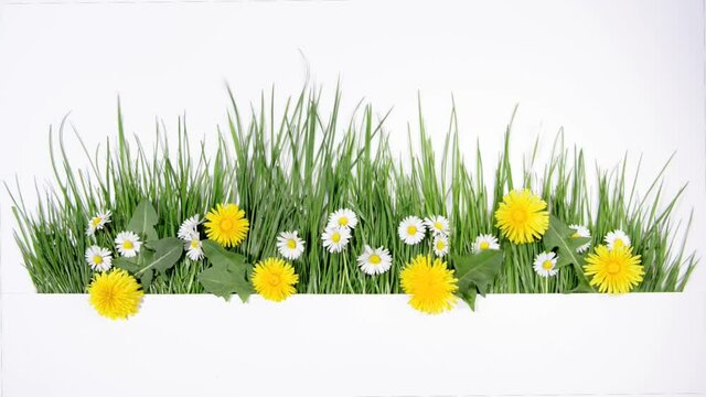 Spring grass with daisy and dandelion flowers isolated on white background - Wind