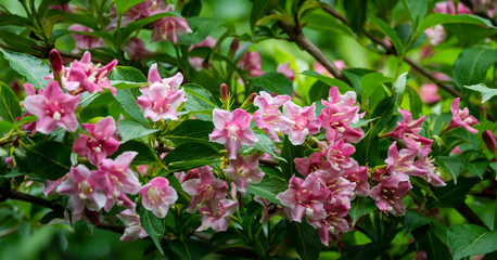 Obraz premium Flowering Weigela hybrida Rosea. White and pink weigela flowers on blurry green background. Flower landscape for nature wallpaper. Close-up selective focus with place for your text.
