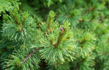 Pinus mugo Ophir with beautiful young shoots and small purple cone.  Golden cultivar dwarf mountain pine green with golden tips of needles  in sunny spring day. Soft selective close-up