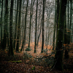 Forêt d'hiver - France