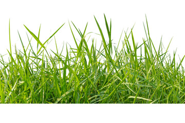 Isolated green grass on a white background,Close up.