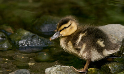 Mallard Ducklings