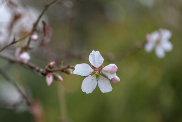 Fototapeta na wymiar Beautiful, delicate early Spring almond blossoms in Kiryat Tivon Israel