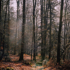 Naklejka premium Forêt d'hiver - France