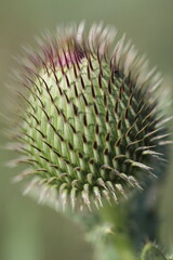 close up of a cactus