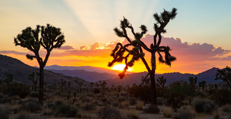 Fototapeta na wymiar Sunset over Joshua Tree National Park, California, USA