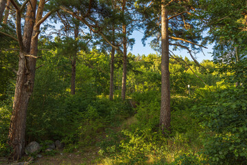 Obraz premium Beautiful summer view of rocky nature landscape in forest. High green pine trees on blue sky background. Amazing nature landscape background. Sweden.