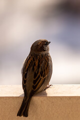 sparrow on the edge of the loggia
