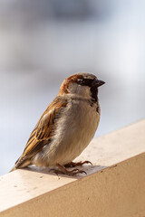 sparrow on the edge of the loggia