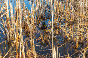 Beautiful view on the little lake with ducks on spring day.  Gorgeous nature backgrounds. Sweden.