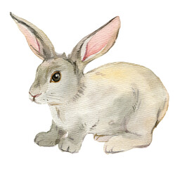 Nice rabbit isolated on white background, watercolor illustration