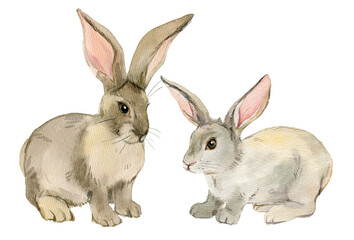Two rabbits isolated on white background, watercolor illustration