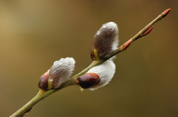 Nahaufnahme von aufgeblühten Palmkätzchen