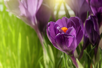 Selectiv focus. Spring crocus. Purple color in nature