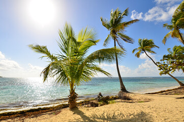 palm trees by the turquoise blue caribbean sea and in the foreground a white sand beach on the island of Guadeloupe