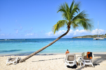 palm tree by the turquoise blue caribbean sea and in the foreground a white sand beach on the island of Guadeloupe