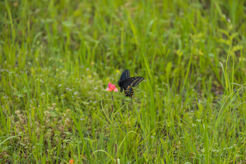 Eastern Black Swallowtail butterfly sitting on Indian Paintbrush wildflower