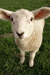 Naklejka na ściany i meble lamb in a field
