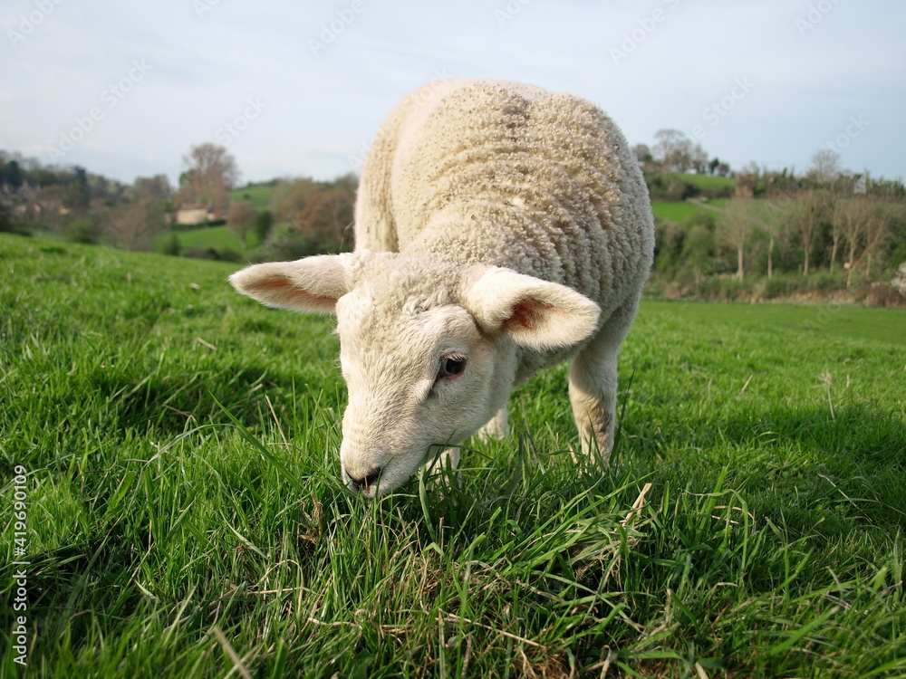 Wall mural lamb grazing in a field