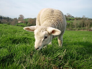 Naklejka na ściany i meble lamb grazing in a field