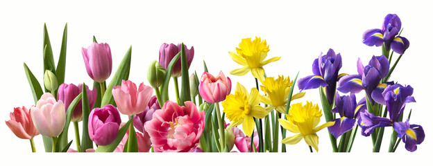 Decorative panorama of spring flowers in row