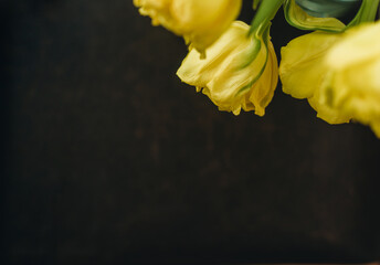 yellow tulips on black background
