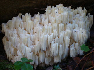 Mushroom Hericium erinaceus © Stan Khamet