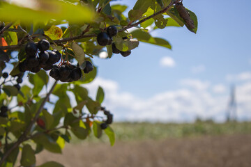 Fototapeta na wymiar Black rowan berries on a branch