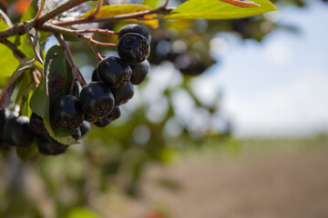 Black rowan berries on a branch