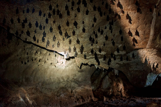 A flock of bats sleep on the ceiling in a cave. With a flashlight in the cave of bats