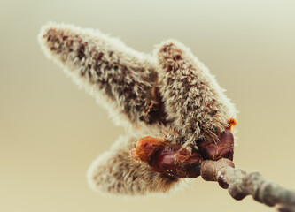 Macro tree catking on branch. Spring time, easter concept background