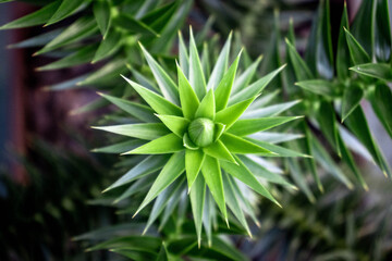 Folhas de arauc&aacute;ria