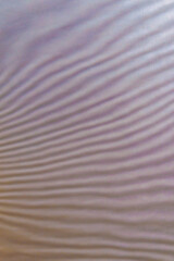 Obraz premium abstract colored wavy background of interference overlay fine meshes, combination of light and shadow, toning