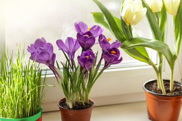 Fototapeta na wymiar Growing bulbous flowers on windowsill. Purple Crocus