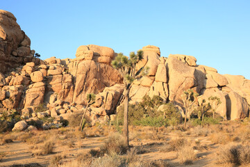 Fototapeta premium Joshua Tree National Park in California, USA
