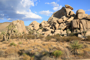 Joshua Tree National Park in California, USA