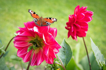 Butterfly perched on red dahlia