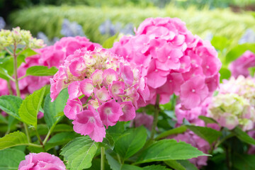 Close up of group of pink hortensias 