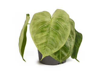 Tropical 'Syngonium Macrophyllum Frosted Heart' houseplant in flower pot isolated on white background