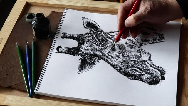 Sketch of a giraffe. The process of drawing a giraffe sketch with pen and ink