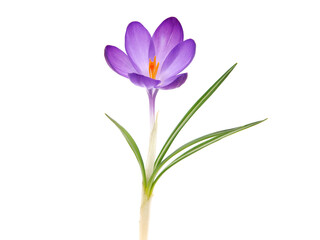 Single Spring flower of Whitewell Purple or Early Crocus isolated on white, Crocus tommasinianus
