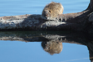 otter and its reflection in the lake
