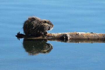 otter and its reflection in the lake
