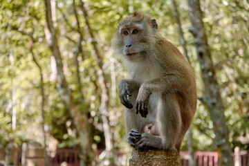 Naklejka na ściany i meble A wild monkey sits on a bridge in the mangrove forest
