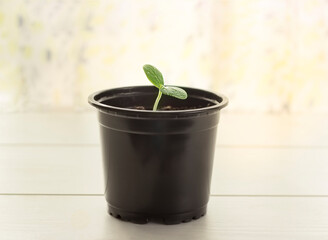 Seedlings of cucumber plants in a plastic black pot on a table against the background of a window with curtains. Growing vegetables indoors on a windowsill. Young green growth in soil.