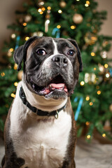 Happy Boxer Dog Posing by the Christmas Tree for his Christmas Picture
